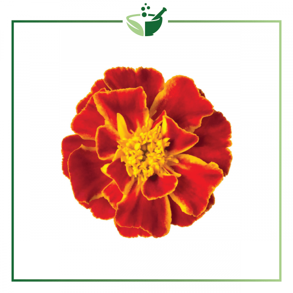 Tagetes Essential Oil-01